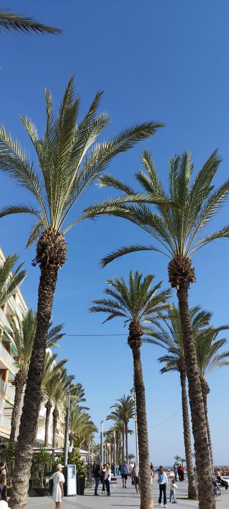 Seaview Playa Del Cura 50m Citycentre * Torrevieja